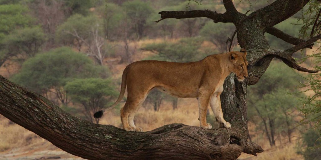 Lake Manyara National Park