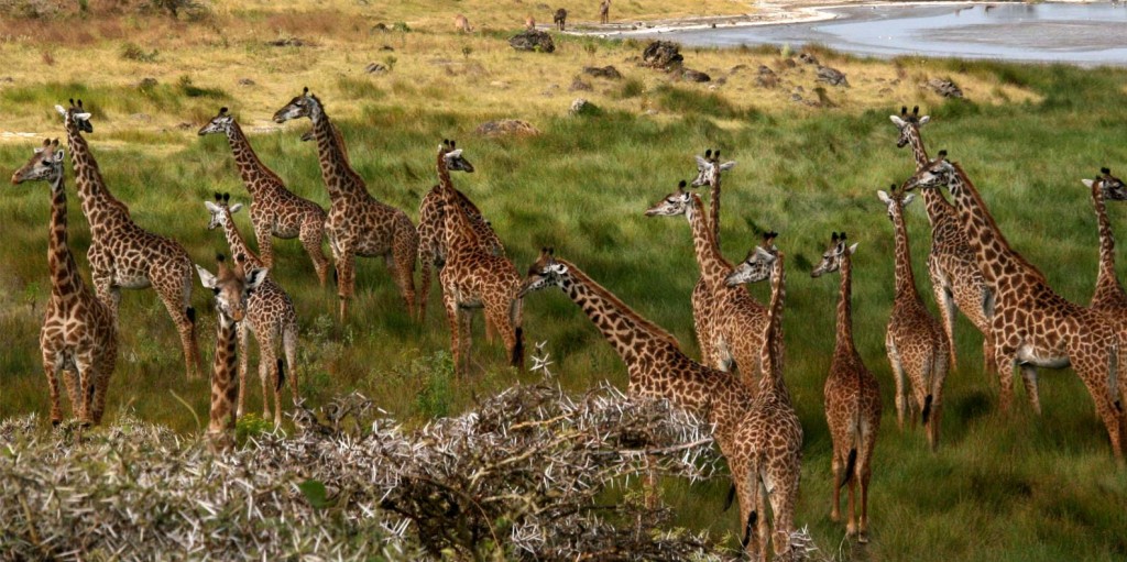 safari, vacation in Tanzania