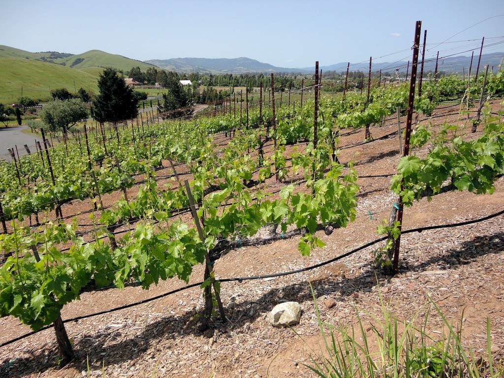 Sonoma Valley california