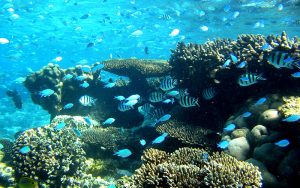 take a trip also to Coral Bay and Ningaloo Reef.