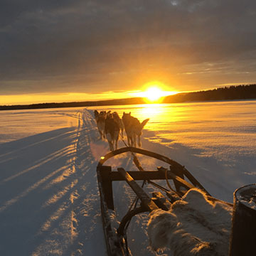 husky