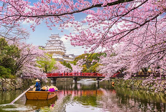 Cherry Blossom Japan