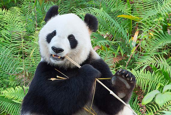 Encounter With Giant Pandas in Chengdu China
