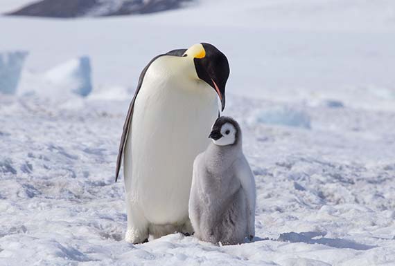 Encounter With Penguins Falkland Island