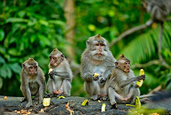 Hanging Out With Coolest Monkeys Bali