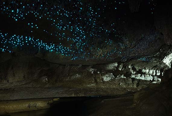 Waitomo Glowworm Caves New Zealand