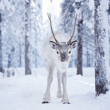 reindeer