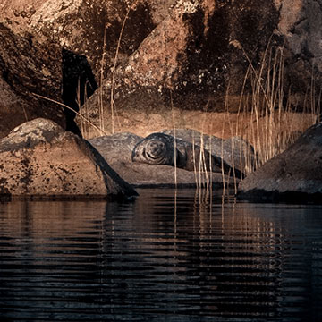 saimaa
